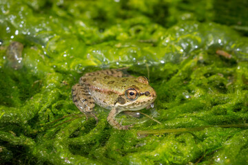 The marsh frog (lat. Pelophylax ridibundus), of the family Ranidae.