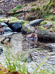 stream in the forest