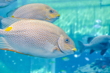 Naklejka premium Tropical fish swimming in Mediterranean sea water