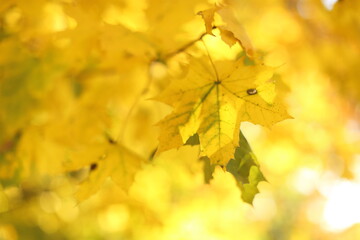 Naklejka na ściany i meble Yellow maple leaves on the sun and blurred trees . Fall background.
