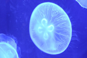 Tropical blue jellyfish swimming in Mediterranean sea water