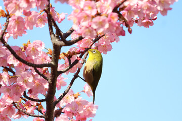 White-eye happily pecking cherry blossoms.