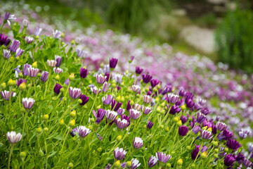 Obraz na płótnie Canvas Purple flowers and green grass