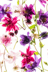 aquilegia flowers on the white background