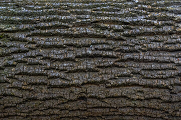 bark from a tree in the forest detail