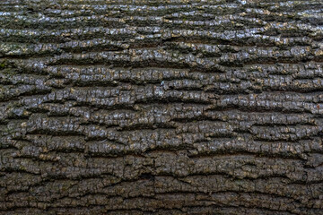 bark from a tree in the forest detail