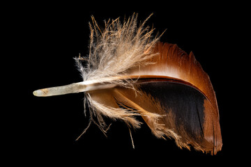 Macro shot of a red-brown chicken feather