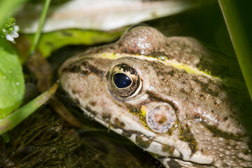 The marsh frog (lat. Pelophylax ridibundus), of the family Ranidae.
