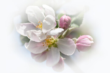 Fototapeta na wymiar Apfelblüte in Pastell