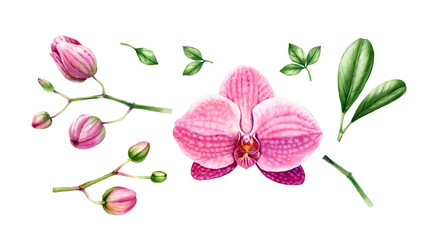 Watercolor Orchid plant set. Big pink flowers, buds, stem, leaves. Make your custom branch. Hand painted floral tropical collection. Botanical illustrations with exotic plants isolated on white © Katerina Kolberg
