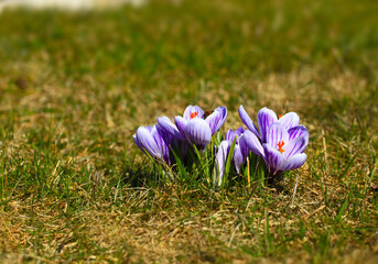 Crocus (plural: crocuses or croci) is a genus of flowering plants in the iris family. Flowers close-up on a blurred natural background. The first spring flower in the home garden