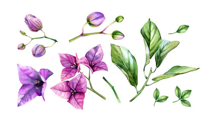Watercolor floral set of elements. Pink bougainvillea flowers, tree branch, vibrant leaves. Hand painted floral tropical collection. Botanical illustrations isolated on white - obrazy, fototapety, plakaty