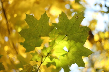 Yellow maple leaves on the sun and blurred trees . Fall background.