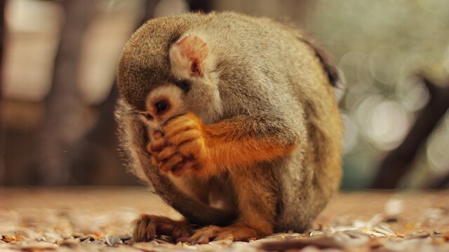 Close-up Of A Monkey Covering It's Mouth