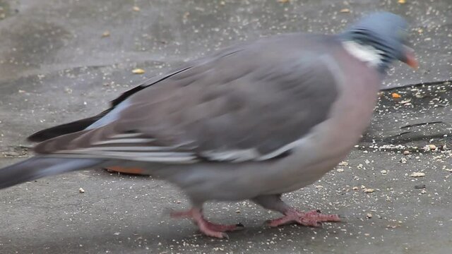 Two wood pigeons eating bird seed on a garden patio