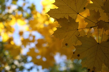 Fototapeta na wymiar Yellow maple leaves on the sun and blurred trees . Fall background.
