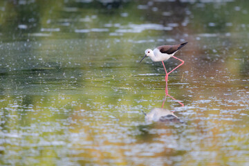 Black-winged Stilt feeding at eye level in natural pond