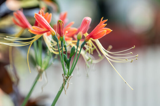 Close up Eucrosia bicolor flower in a garden.(Queen lily, Phaedranassa,Eucrosia)Beautiful orange flower.