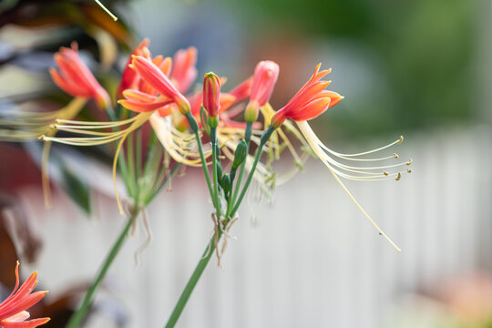 Close up Eucrosia bicolor flower in a garden.(Queen lily, Phaedranassa,Eucrosia)Beautiful orange flower.