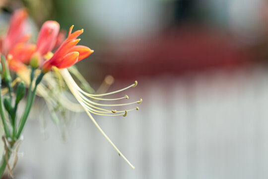 Close up Eucrosia bicolor flower in a garden.(Queen lily, Phaedranassa,Eucrosia)Beautiful orange flower.