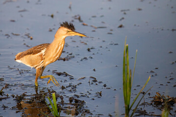 Eurasian Bittern or Botaurus stellaris hunting in water of pond or lake