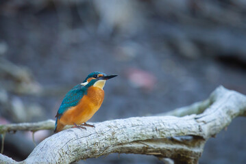 Common European Kingfisher or Alcedo atthis perched on a stick above the river and hunting for fish