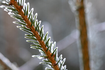 Pine needle frost