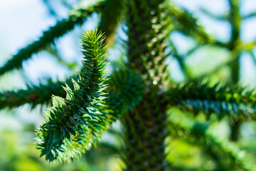 Branch of Araucaria araucana, Monkey puzzle tree, Monkey tail tree, or Chilean pine. It is an evergreen tree, the hardiest species in the conifer genus Araucaria, family Araucariaceae