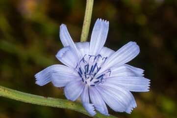 Fototapeta premium Vista macro de una flor azul de Achicoria común (Cichorium intybus). Esta planta medicinal es utilizada para preparar una bebida de sabor parecido al café.