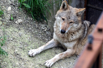 Fototapeta premium Portrait of grey wolf in the forest