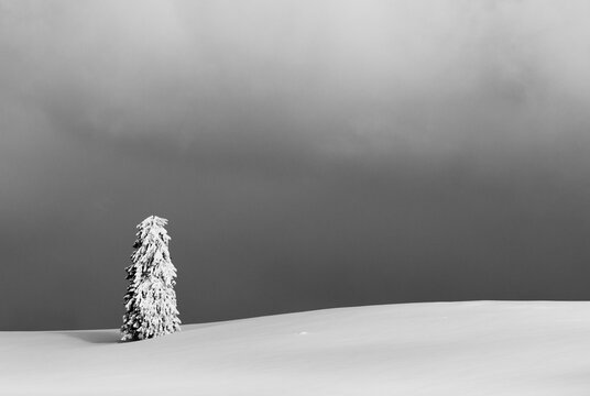 Abstract Landscape In Black And White At Vladeasa Mountains
