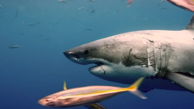 Close-up of great white shark swimming underwater in front of camera in a school of fish off the coast of Guadeloupe, Mexico. Carcharodon carcharias, or white shark. Most predator shark in the ocean.