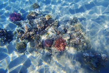 coral reef in Egypt, Makadi Bay