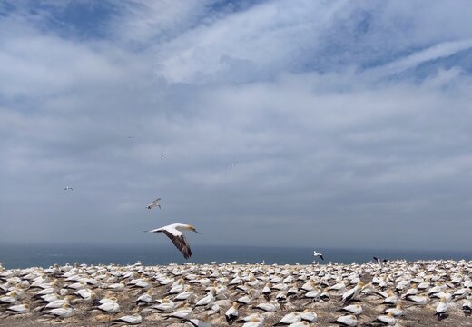 Gannet Colony At Cape Kidnappers