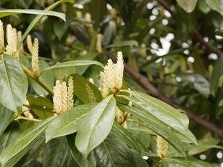Common laurel or prunus laurocerasus. Bloom in early spring of flowers and creamy-white buds in erect racemes