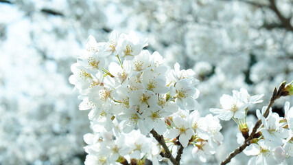 white cherry blossom