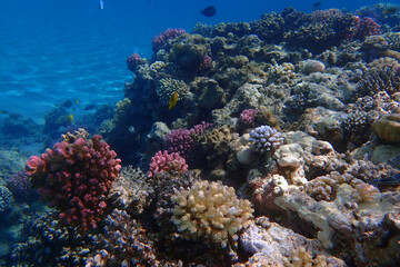 Obraz na płótnie Canvas coral reef in Egypt, Makadi Bay