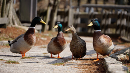 duck and ducklings