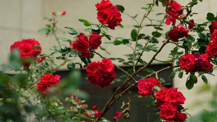 The beautiful flowers blooming in the garden with the warm sunlight