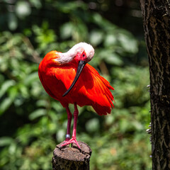 Scarlet ibis, Eudocimus ruber. Wildlife animal in the zoo