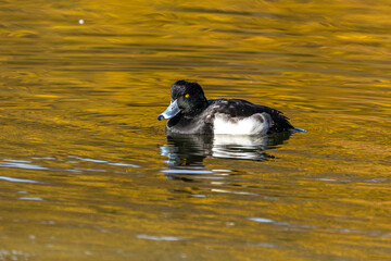 Wild duck at the Kleinhesseloher Lake in English Garden in Munich, Germany