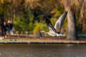 The flying greylag goose, Anser anser is a species of large goose
