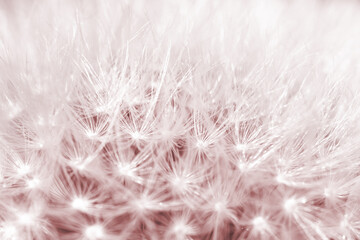 Dandelion rose tone macro fluffy delicate bud for wedding or romantic calm wallpaper