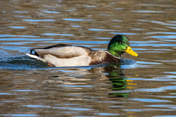 Wild duck or mallard, Anas platyrhynchos swimming in a lake