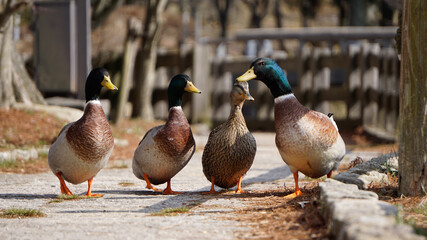 duck and ducklings