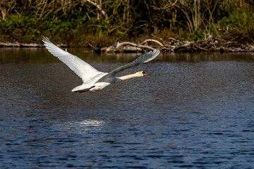 Mute swan, Cygnus olor swimming on a lake