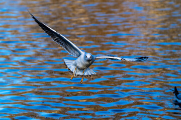 The European Herring Gull, Larus argentatus is a large gull