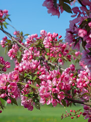 Blühender Zierapfelbaum im Frühling