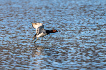 Wild duck at the Kleinhesseloher Lake in English Garden in Munich, Germany