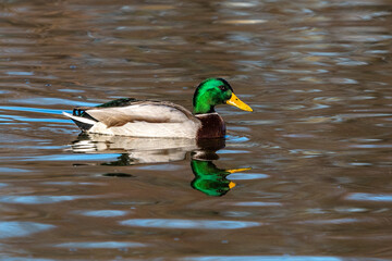 Wild duck or mallard, Anas platyrhynchos swimming in a lake